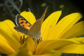 Schmetterling auf Blume, aufgenommen mit Angenieux Zoomoptik auf 7.5 mm mit Formatadapter auf DSLR-Crop-Kamera