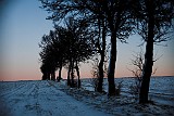 Baeume-im-Winter-Morgendaemmerung