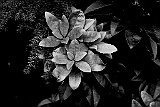 Pflanze-Kalender-Schwarzweiss-10