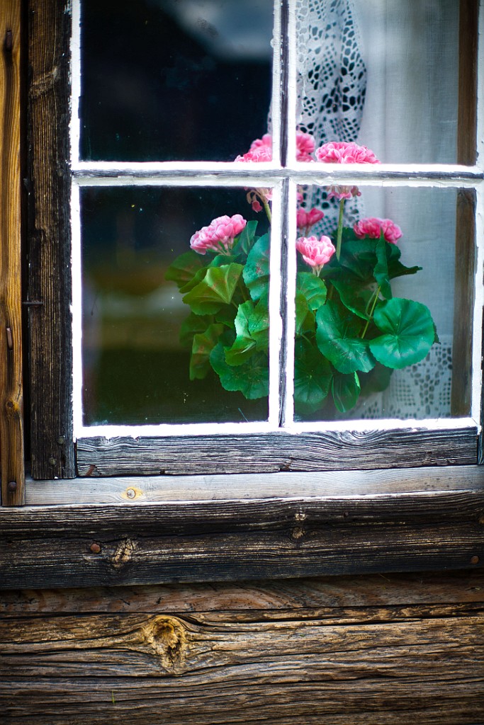 Blume-hinter-Fenster.jpg